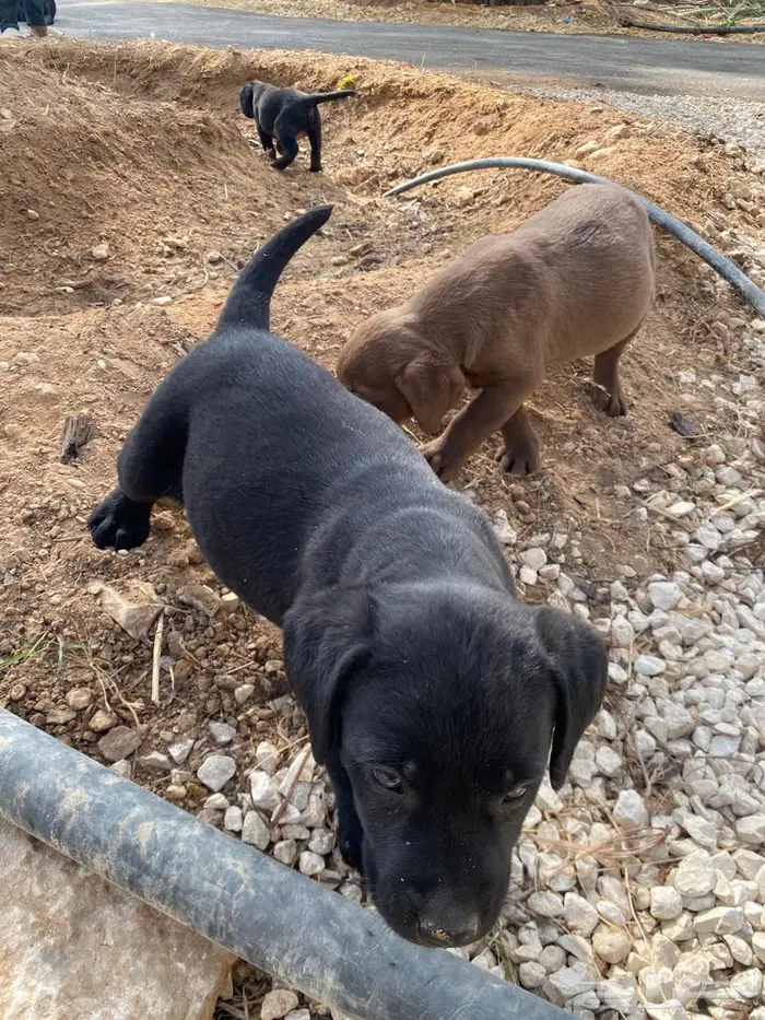 Labrador puppies لابرادور 2