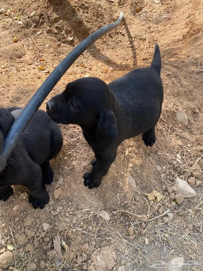 Labrador puppies لابرادور 3