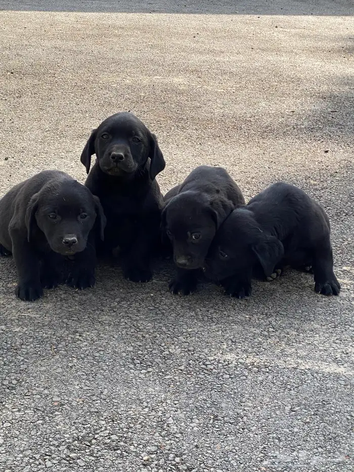 Labrador puppies لابرادور 4