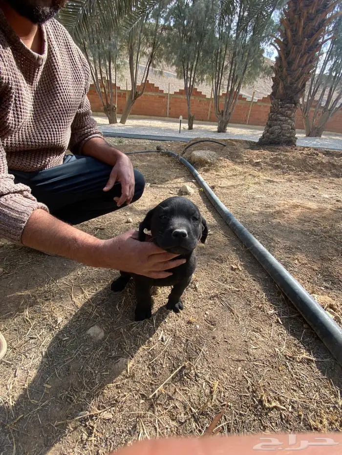 Labrador puppies لابرادور 5