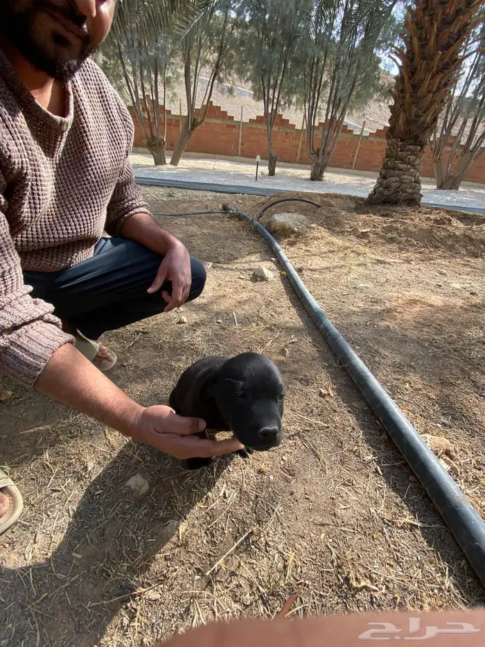 Labrador puppies لابرادور 6