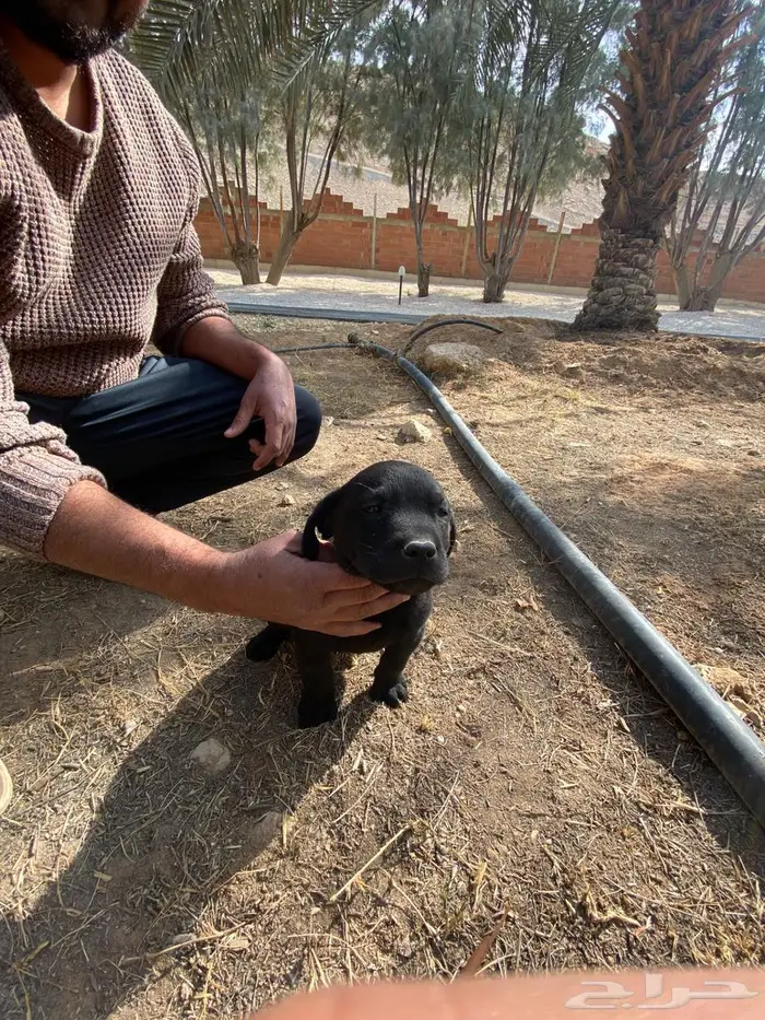 Labrador puppies لابرادور 7