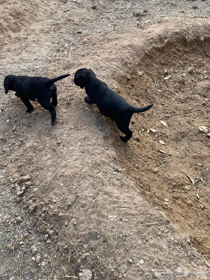 Labrador puppies لابرادور 8