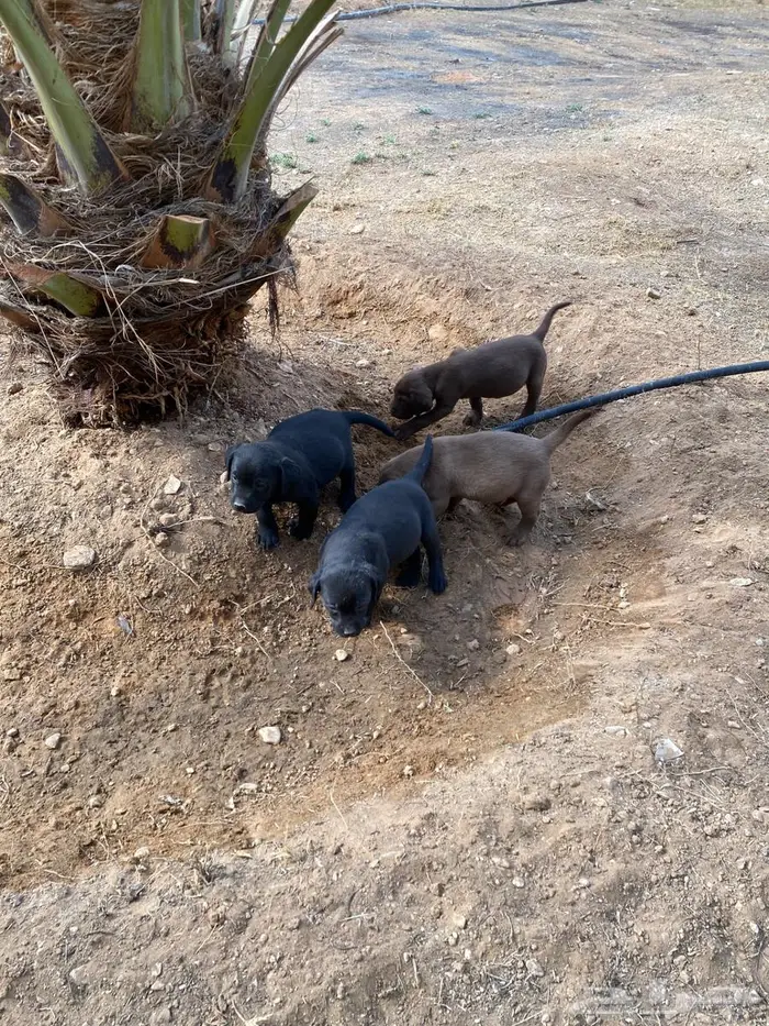 Labrador puppies لابرادور 0