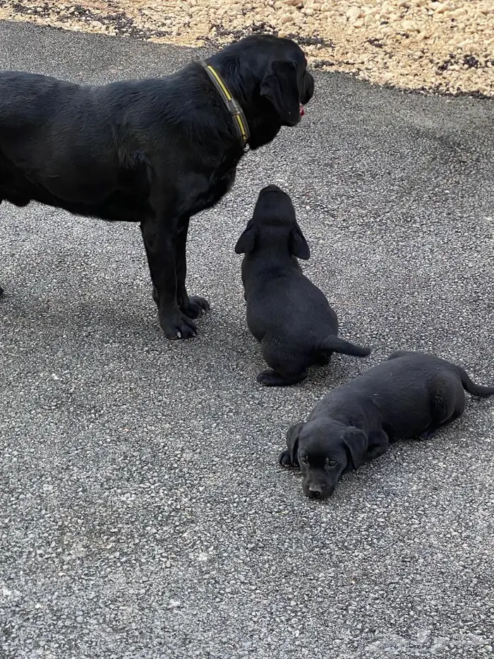Labrador puppies لابرادور 9