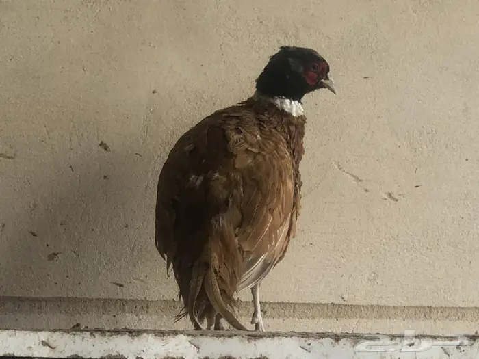 طير الفزن الأمريكي ( فزن أمريكي ) 3