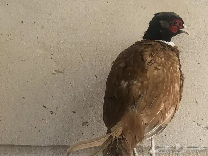 طير الفزن الأمريكي ( فزن أمريكي ) 9