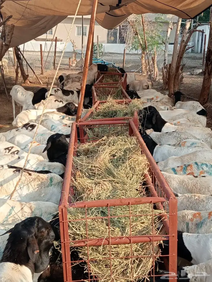 قعدان 2