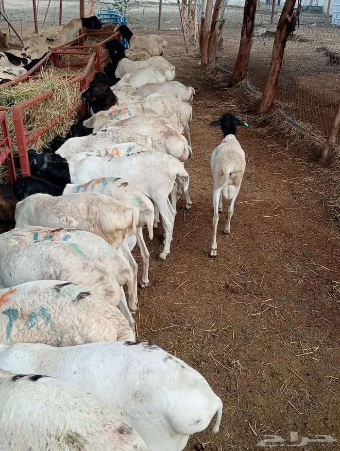 قعدان 0
