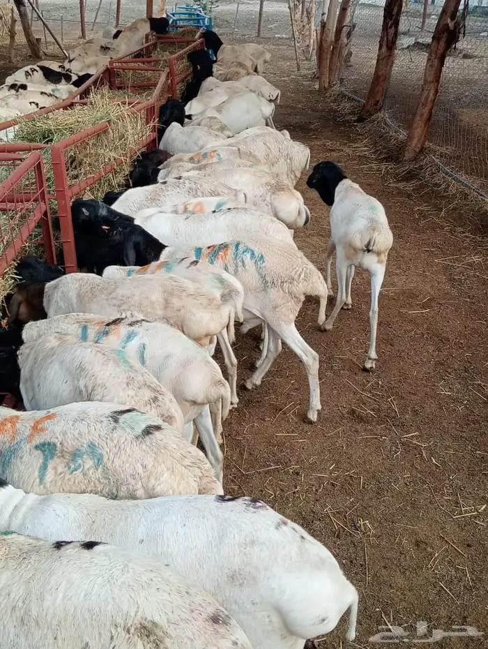 قعدان 4