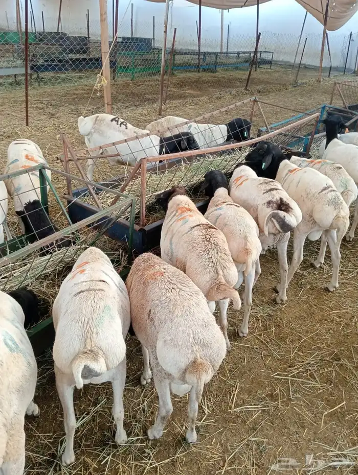 قعدان 12