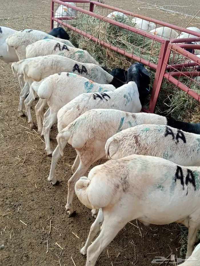 قعدان 3