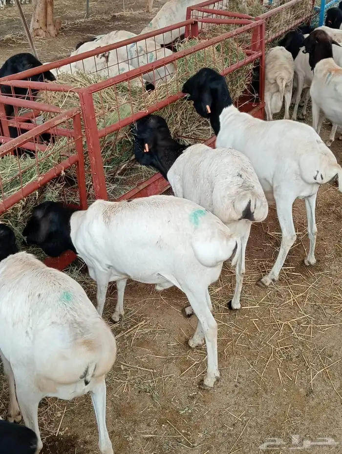 قعدان 1