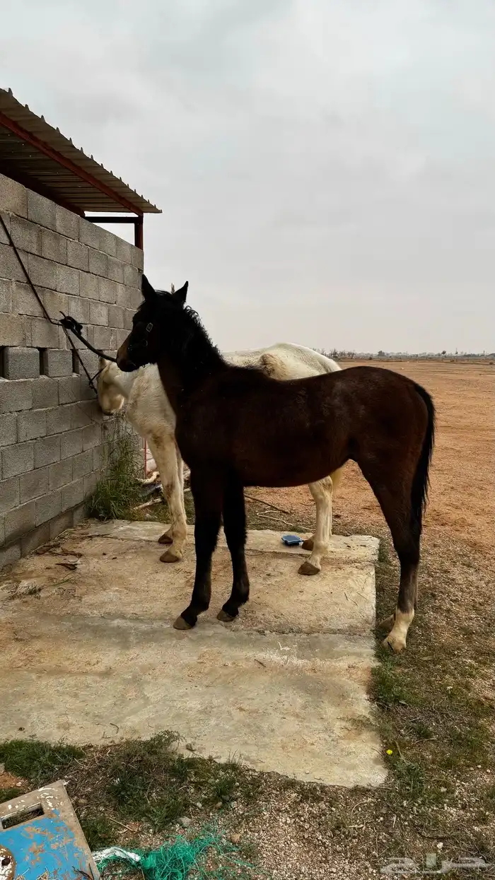 مهر. عمر 1سنه 1