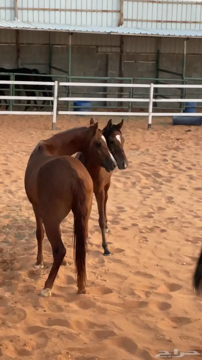 تدريب خيل نسائي تجربة تجهيز الخيل 4