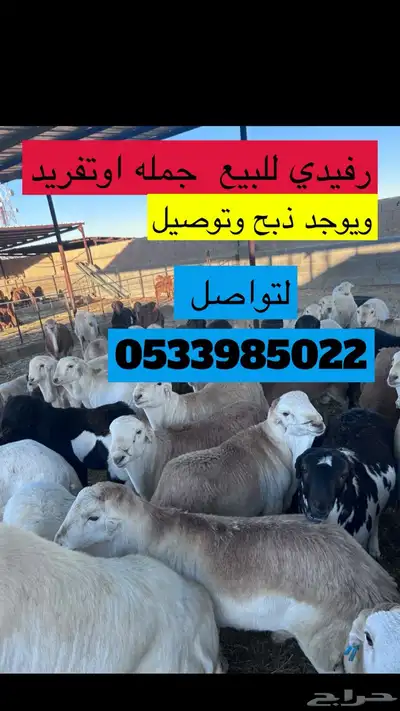 ذبايح 0