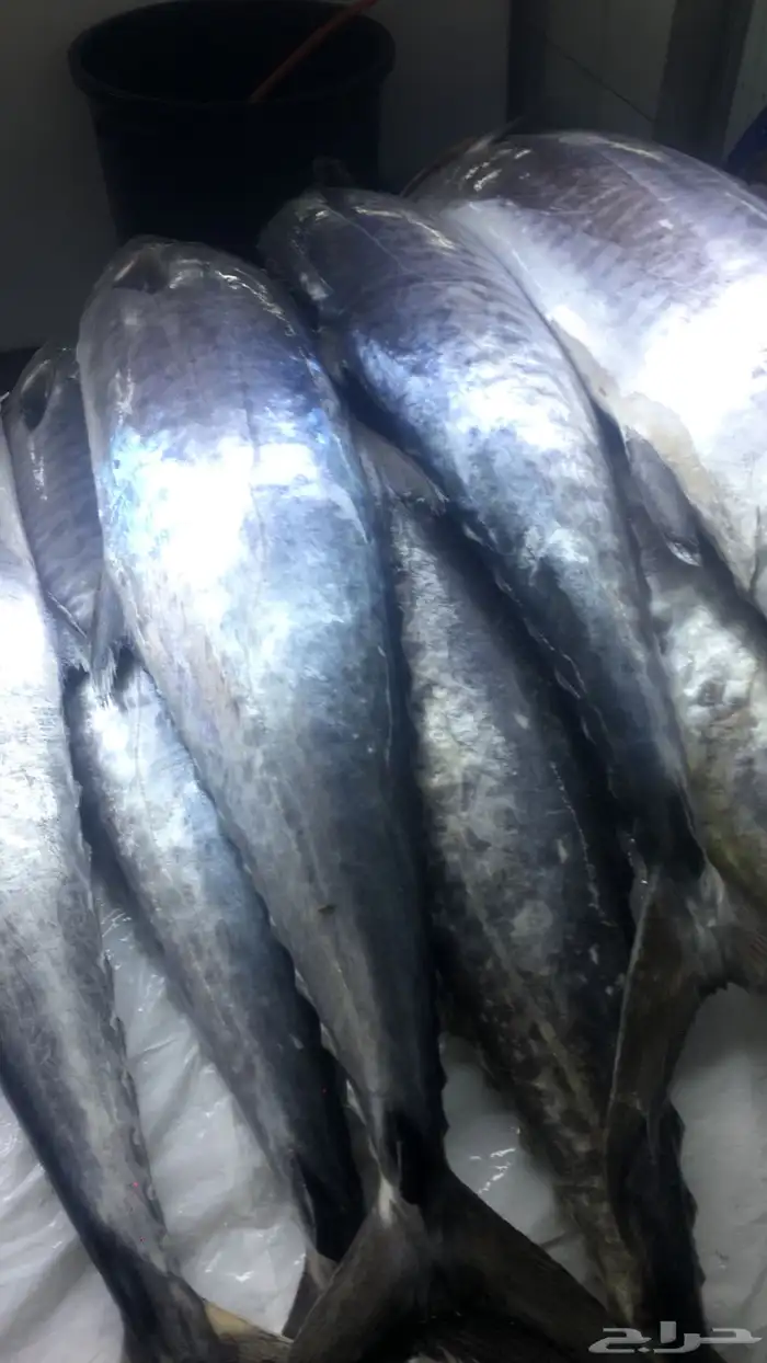 سمك بحري طازج الى بيتك 15