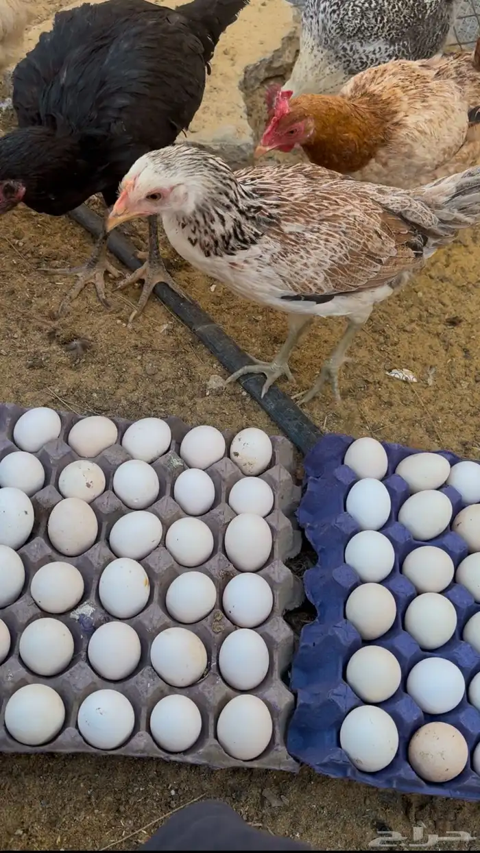بيض دجاج مخصب مشكل للاكل والفقاصه 0
