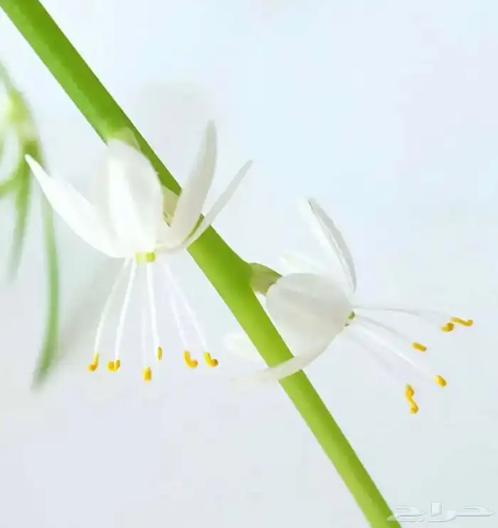 نبات سبايدر ( العنكبوت ) 1
