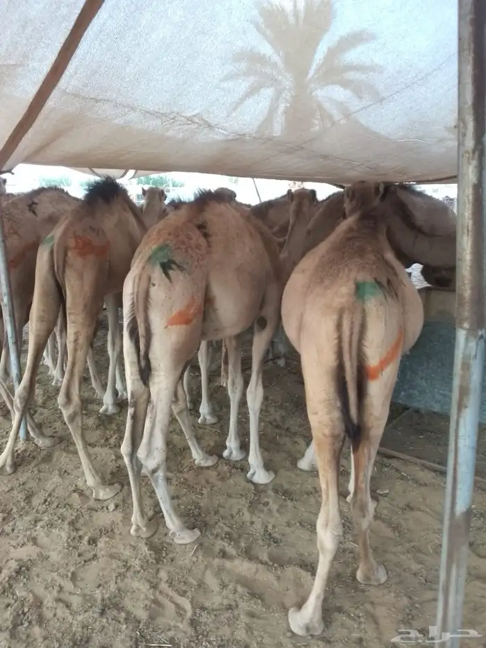 قعدان 11