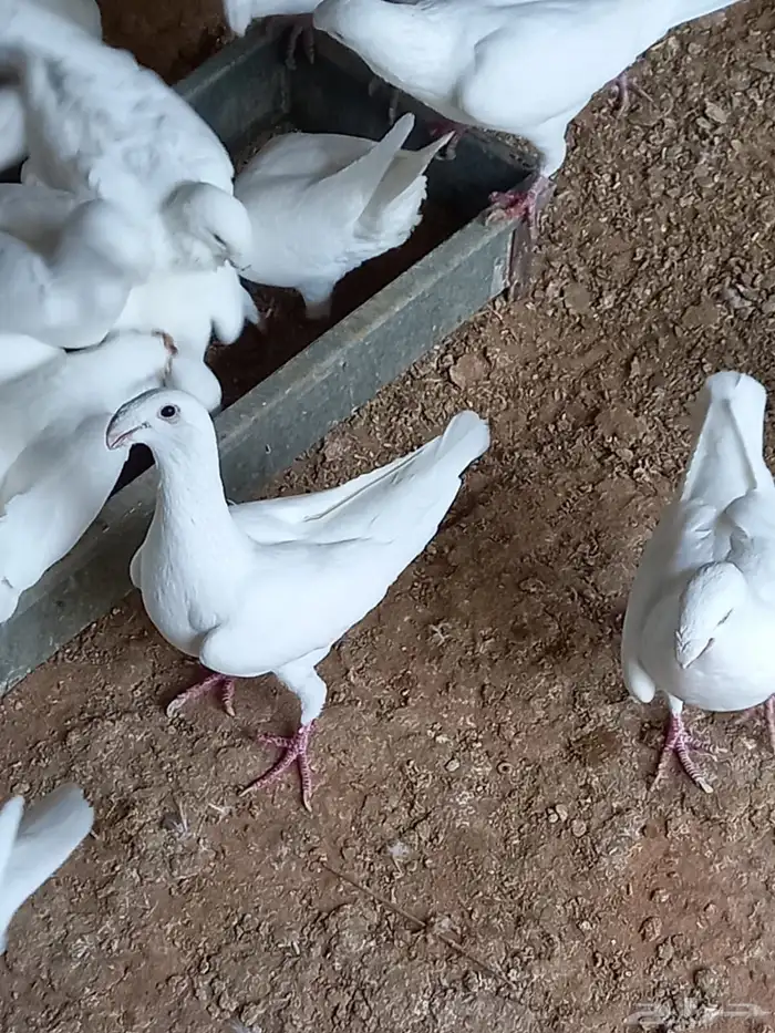 حمام هومر للبيع 1