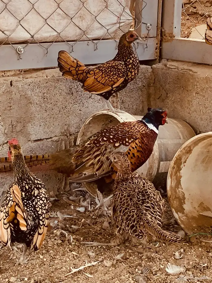 زوج فزنت احمر امريكي 2