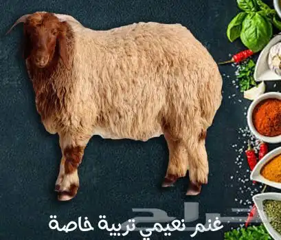 غنم نعيمي 0