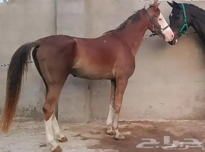 تم البيع فحل اديب مع الخيل ومدرسة للاطفال 8