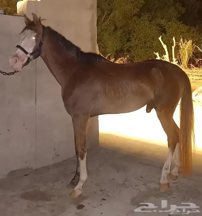 تم البيع فحل اديب مع الخيل ومدرسة للاطفال 9