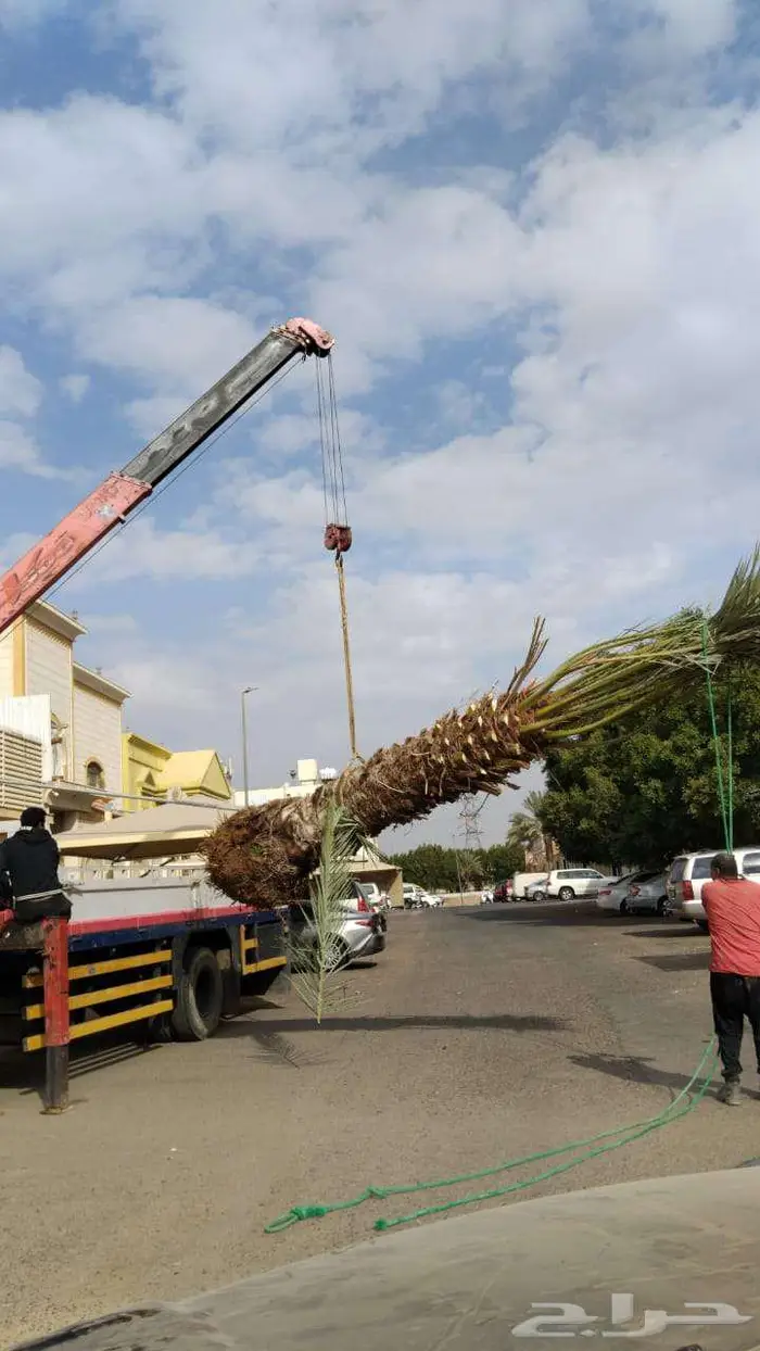 نقوم بتوريدوزراعه جميع انواع النخيل والزيتون واليمون 3
