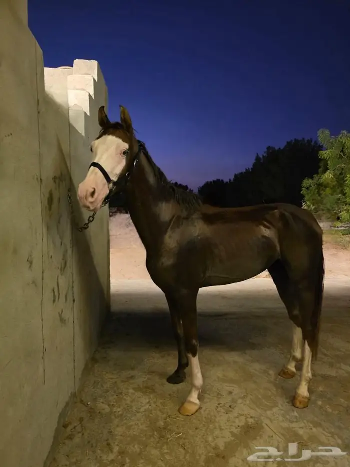 تم البيع فحل اديب مع الخيل ومدرسة للاطفال 0