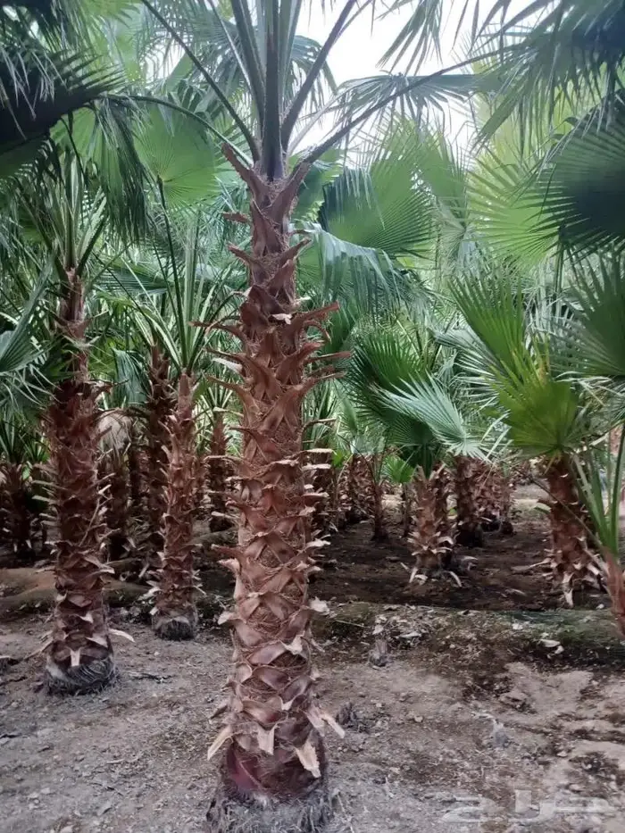 زراعة و توريد نخل واشنطني 3