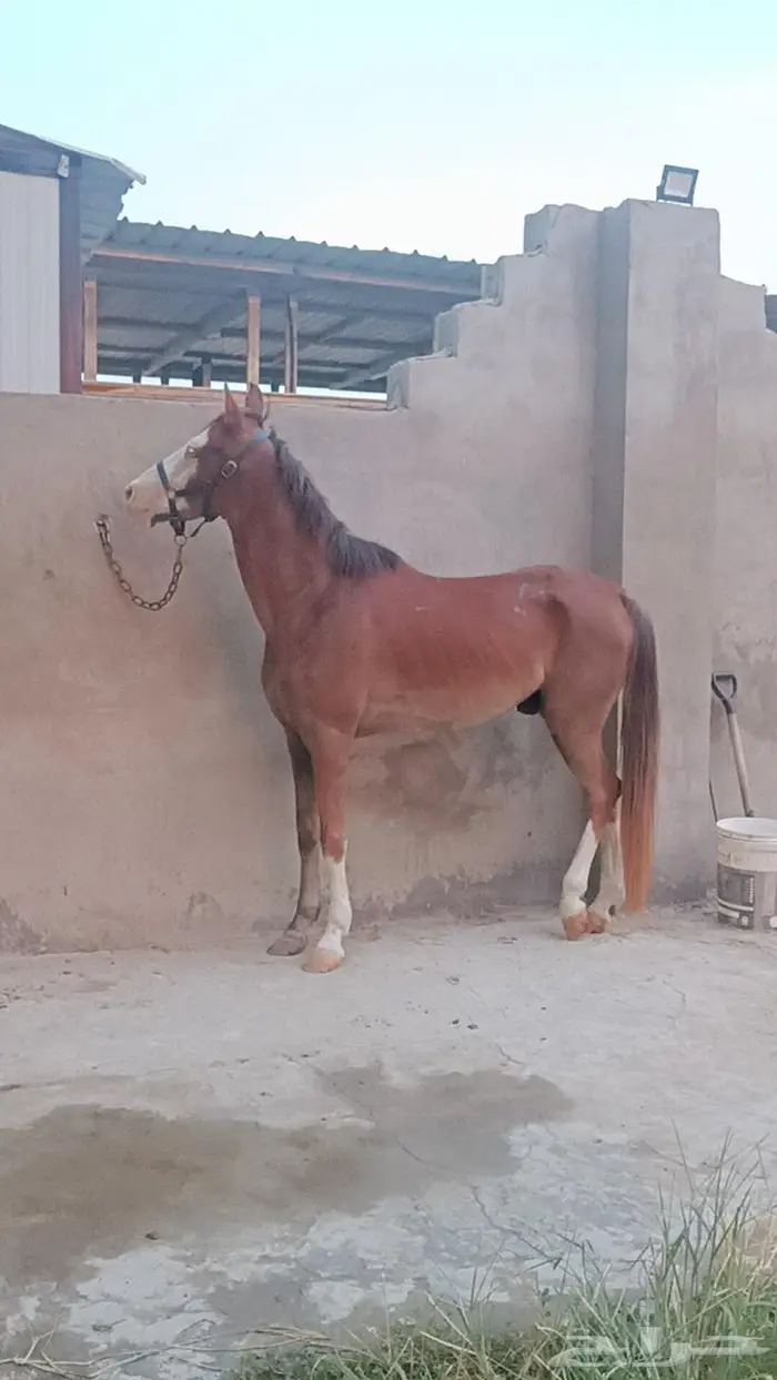 تم البيع فحل اديب مع الخيل ومدرسة للاطفال 5