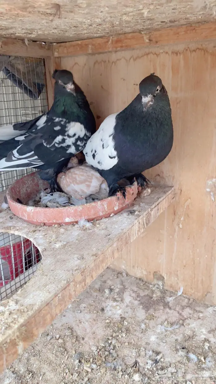جوز حمام 0