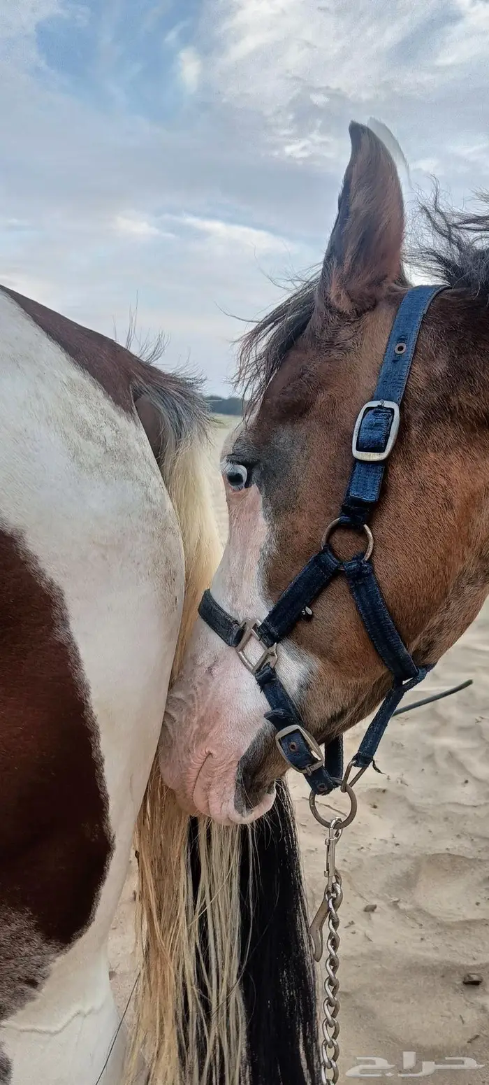 تم البيع فحل اديب مع الخيل ومدرسة للاطفال 7