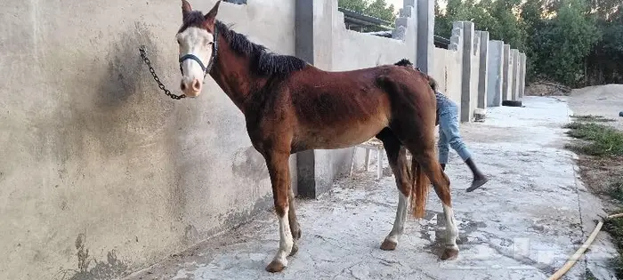 تم البيع فحل اديب مع الخيل ومدرسة للاطفال 3
