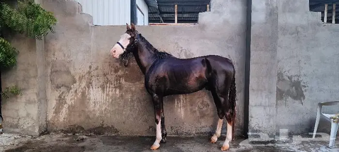 تم البيع فحل اديب مع الخيل ومدرسة للاطفال 1