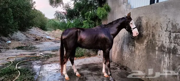 تم البيع فحل اديب مع الخيل ومدرسة للاطفال 4