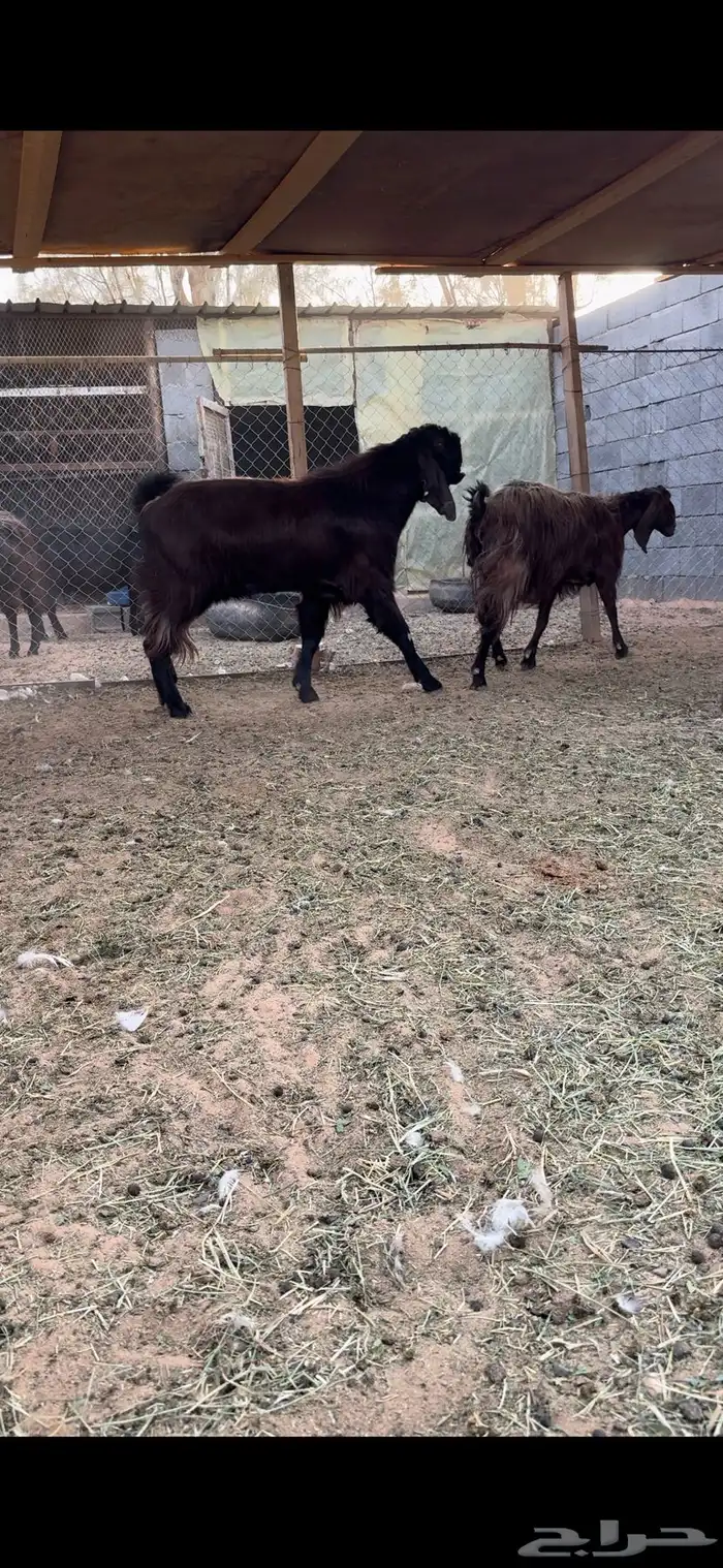 تيس قبرصي فحل مصري ثني وجه لرباع 2