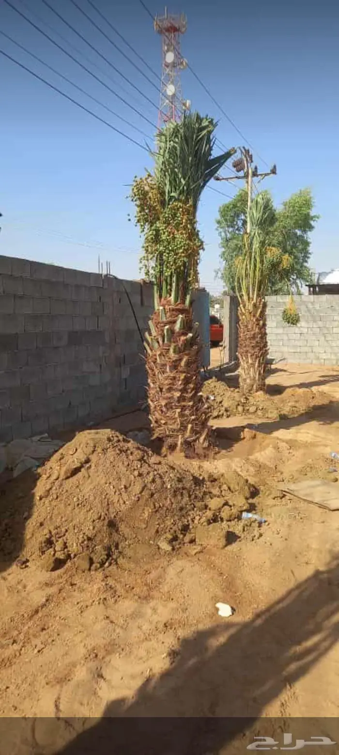 نقوم بتوريدوزراعه جميع انواع النخيل والزيتون واليمون 1