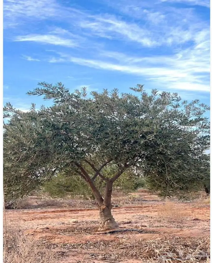 نقوم بتوريدوزراعه جميع انواع النخيل والزيتون واليمون 5