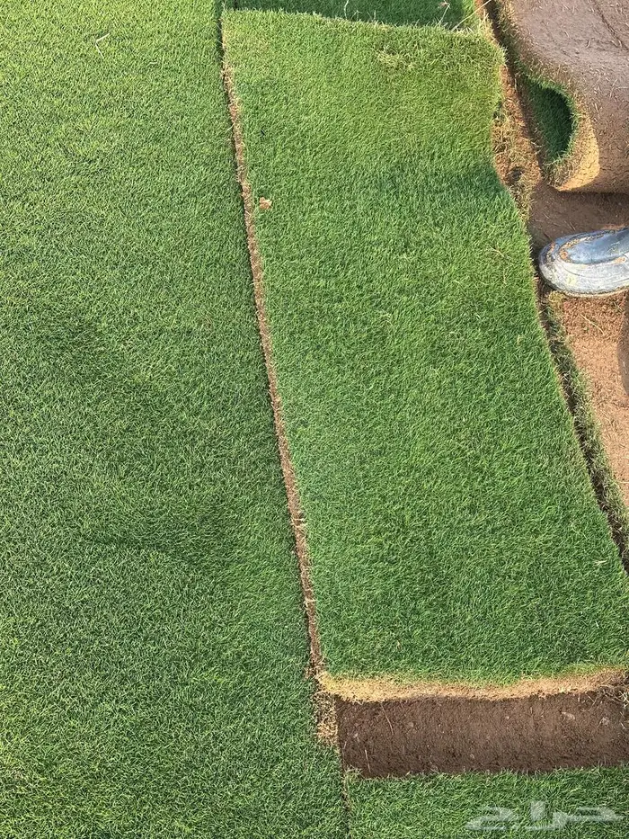 ثيل طبيعي C2000 زرع طبيعي 0