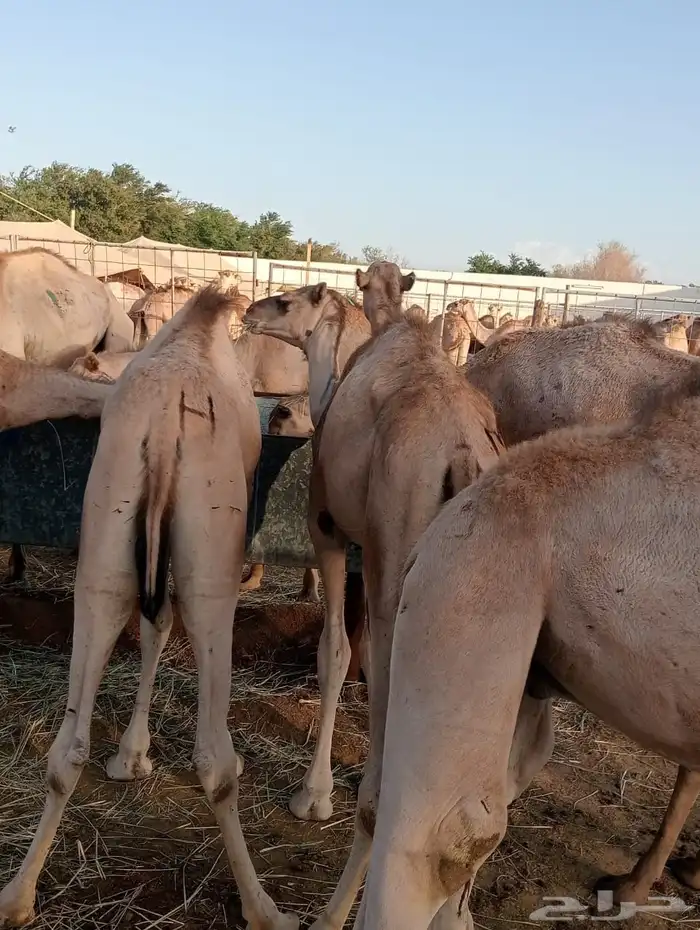 قعدان 0