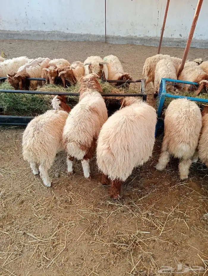 سواكن 14