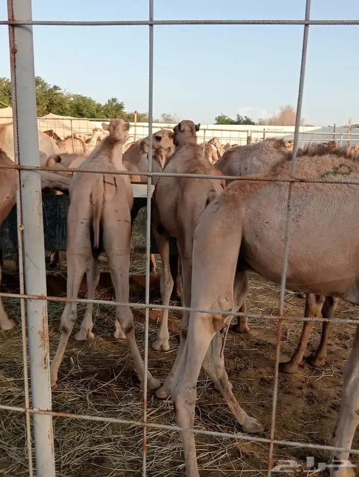 قعدان 3