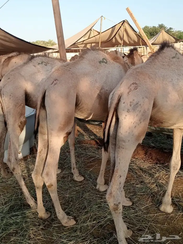 قعدان 14