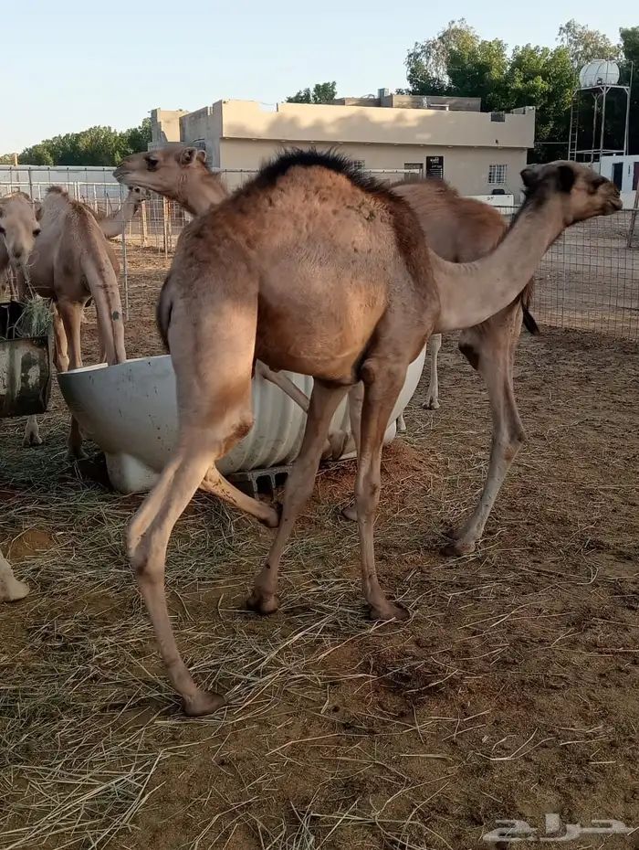 قعدان 1