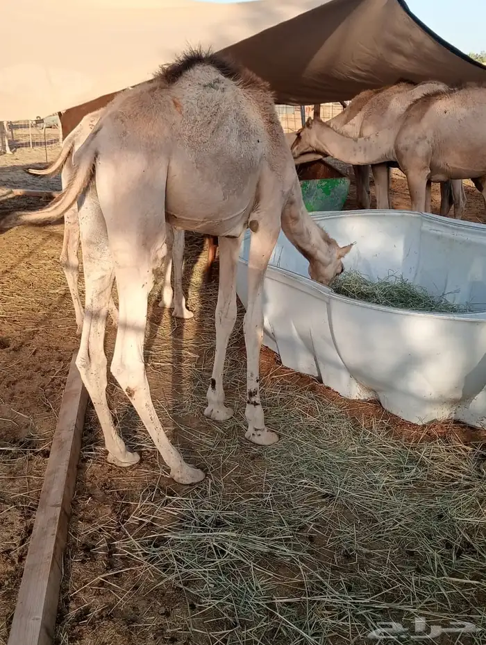 قعدان 2