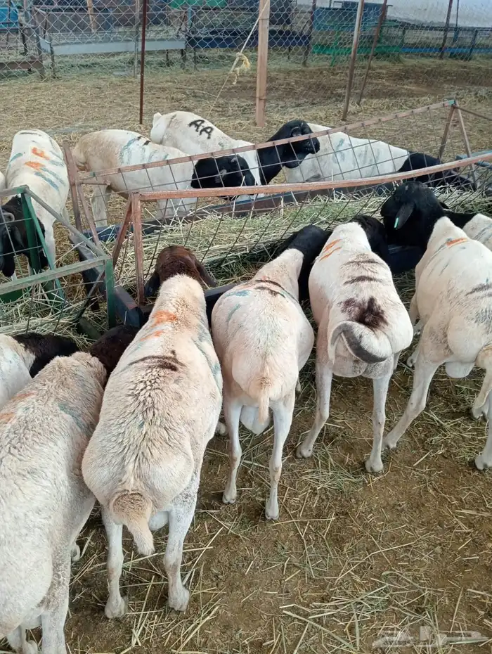 سواكن 12