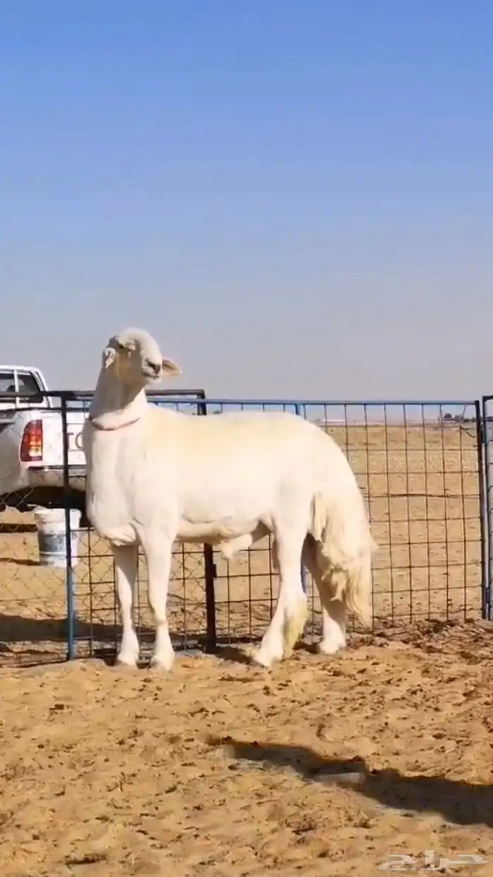 فحل حري صنف تم البيع 1